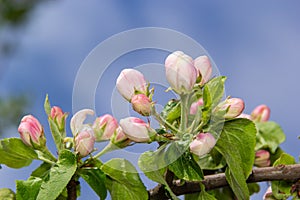 Fresh pink and white blossom flower buds of the Discovery Apple tree, Malus domestica, blooming in springtime