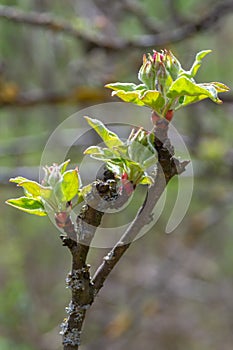 Fresh pink and white blossom flower buds of the Discovery Apple tree, Malus domestica, blooming in springtime