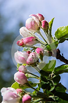 Fresh pink and white blossom flower buds of the Discovery Apple tree, Malus domestica, blooming in springtime