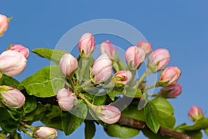 Fresh pink and white blossom flower buds of the Discovery Apple tree, Malus domestica, blooming in springtime