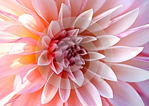 Fresh pink and yellow Dahlia flower