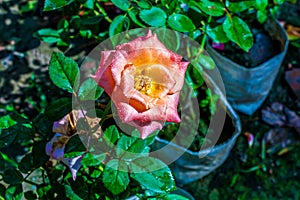 Fresh Pink and yellow rose blooming in a flower nursery