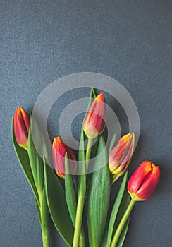 Fresh pink and yellow tulips on gray background