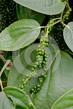 Fresh Piper nigrum on its tree