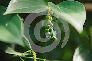 Fresh Piper nigrum on its tree. It`s ready for food ingredient a