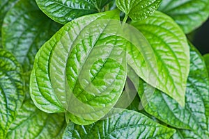 Fresh Piper sarmentosum herb green leaves on background