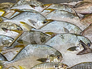 Fresh plaice fish frozen on ice at seafood market