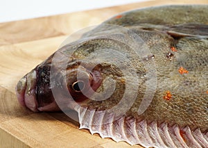 FRESH PLAICE pleuronectes platessa