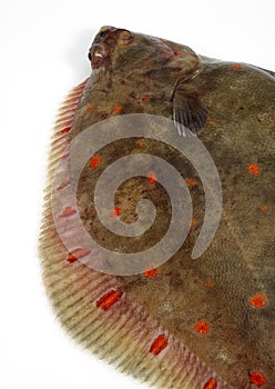 FRESH PLAICE pleuronectes platessa AGAINST WHITE BACKGROUND