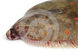 FRESH PLAICE pleuronectes platessa AGAINST WHITE BACKGROUND