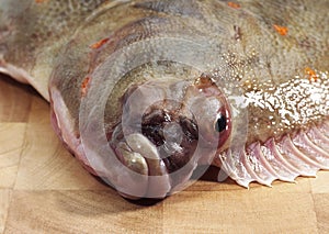 FRESH PLAICE pleuronectes platessa, CLOSE-UP OF HEAD