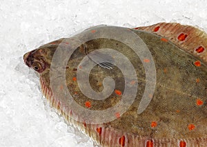 Fresh Plaice, pleuronectes platessa on Ice