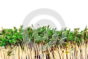 Fresh green cuckooflower plain background.