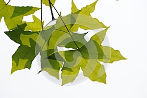 Fresh plane trees leaves