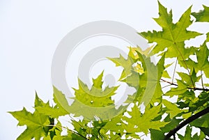 Fresh plane trees leaves