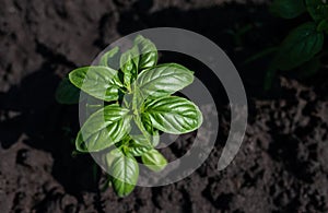 Fresh plant beautiful basil