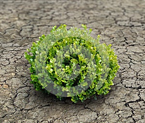 Fresh plant on lifeless ground