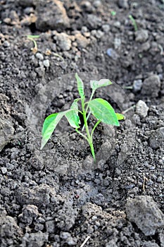 Fresh planted paprika on fertile soil