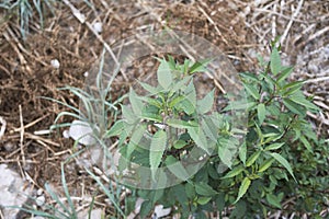 Fresh plants of Bidens frondosa