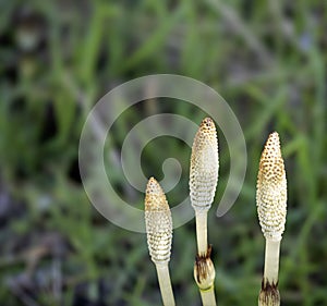 fresh plants of Equisetum telmateia