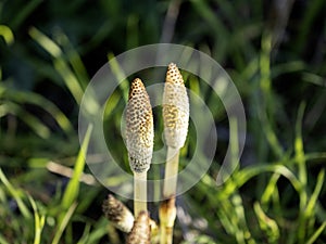 fresh plants of Equisetum telmateia