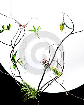 fresh plants and flowers hanging in glass jars on a dried tree branch isolated over white background, wispering garden photo