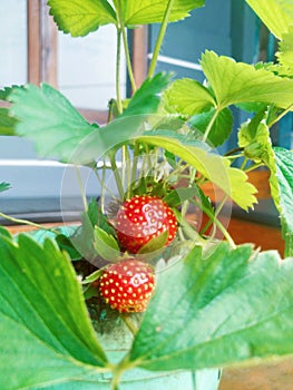 fresh plants from the garden strawberry