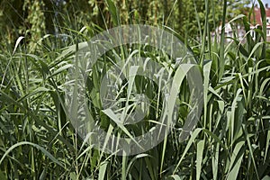 Fresh plants of Phragmites australis