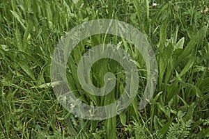 Plantago lanceolata plants in a field