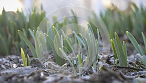 Fresh plants sprouting in spring time