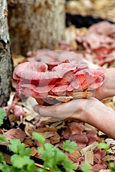 Fresh Pleurotus djamor in front of a mushroom farm, fungiculture of pink oyster mushrooms