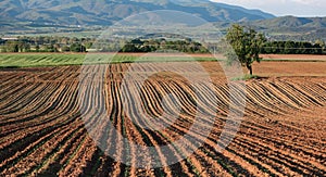 Fresh plowed field