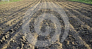 Fresh plowed field prepared for plantig vegetables