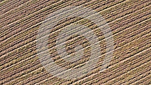 Fresh plowed and sown field filmed with a rotation upwards