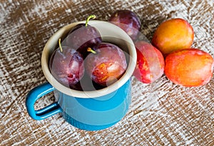 Fresh Plums in a blue mug