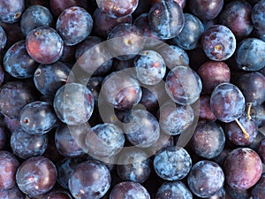 Fresh plums closeup background