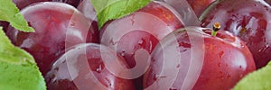 Fresh plums with leaves and water drops, macro photo. Texture background of fresh red plums. Banner. Panoramic background. Copy