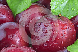 Fresh plums with leaves and water drops, macro photo. Texture background of fresh red plums. Copy space