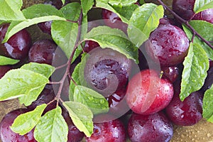 Fresh plums with leaves and water drops, macro photo. Texture background of fresh red plums. Copy space