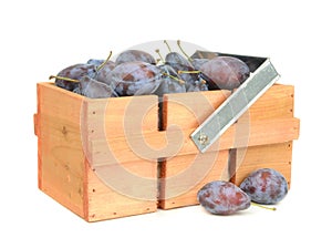 Fresh plums in a wooden box