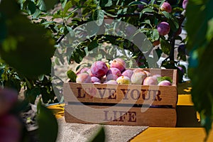 Fresh plums in wooden box on wood table. Pink plum with leaves. Food fruit Background.