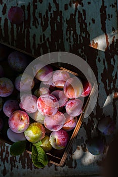 Fresh plums in wooden box on wood table top view. Pink plum with leaves. Food fruit Background. Summer postcard. Harvesting in th