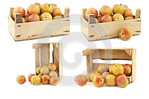 Fresh pluots Prunus salicina x armeniaca in a wooden crate on a white background