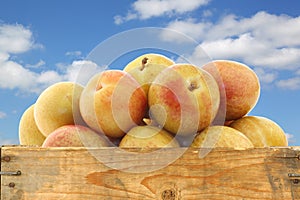 Fresh pluots (Prunus salicina Ã— armeniaca)