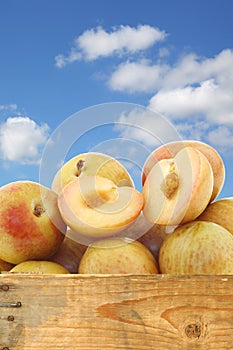 Fresh pluots (Prunus salicina Ã— armeniaca)