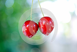fresh pocked ripe  organic cherries