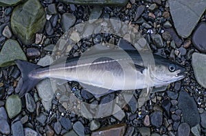 Fresh pollock fish, coalfish, saithe fish on stony shore of fjord Norway