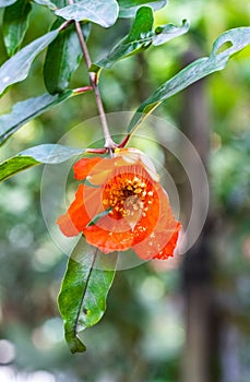 Fresh pomegranate flower with green leaves in the home garden