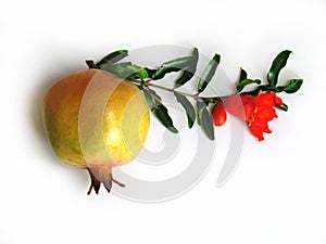 Fresh pomegranate fruit with flower and leaves on the stem and