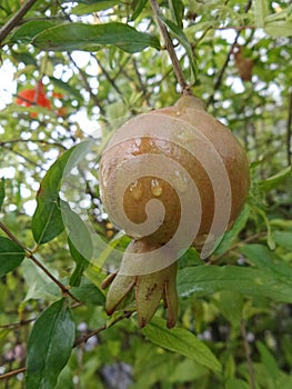 Fresh Pomegranate fruit on tree